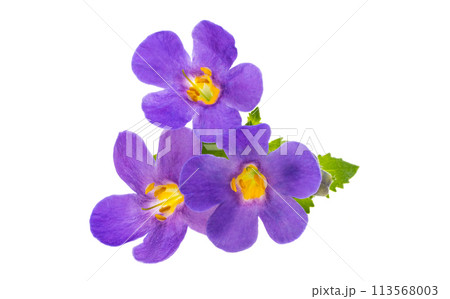 sutera flowers isolated 113568003