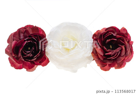 beautiful ranunculus flower isolated 113568017