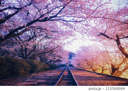 京都府 蹴上インクライン 桜 京都府 蹴上インクライン 桜 113568084
