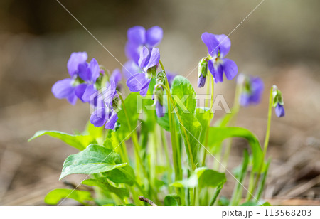 beautiful violet flowers in the springの写真素材 [113568203] - PIXTA