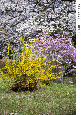 渋川市総合公園の桜 113568345
