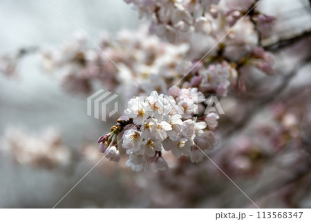 渋川市総合公園の桜 113568347