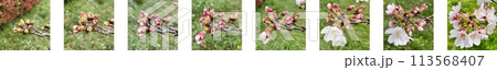 桜の開花の様子_8段階_一列 113568407