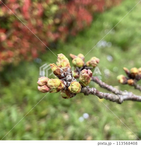 桜のつぼみ_1段階_うっすら黄緑色 113568408