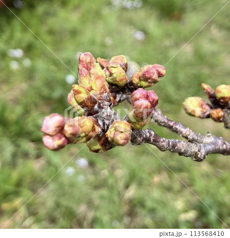 桜のつぼみ_2段階_ほんのりピンク色 113568410