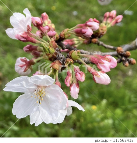 桜のつぼみ_7段階_何輪も開花 113568418