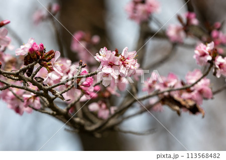 渋川市総合公園の山桜 渋川市総合公園の山桜 113568482
