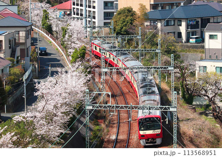 満開の桜が咲く春爛漫の京急線 113568951