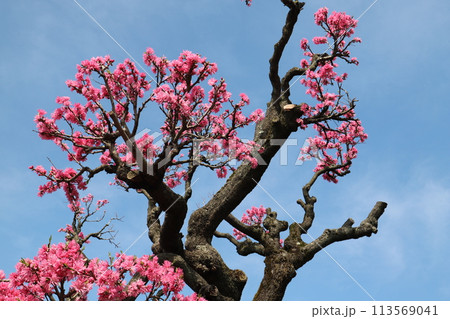 桃の花 113569041