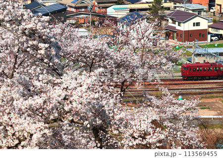 満開の桜とろくもん 満開の桜とろくもん 113569455