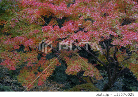 紅葉 113570029