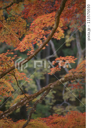 紅葉 113570030
