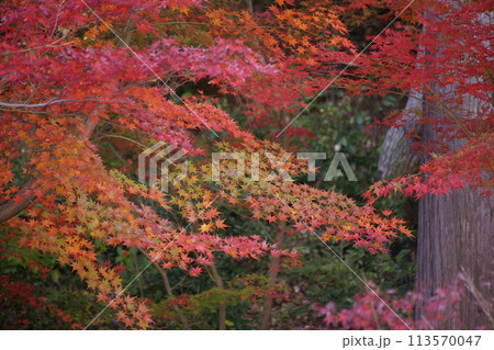 紅葉 113570047