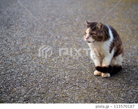 近くに寄らせてくれない野良猫 近くに寄らせてくれない野良猫 113570187