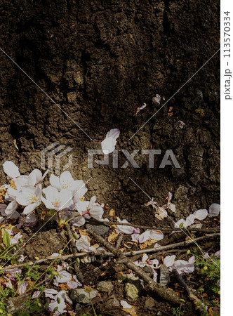 幹の低い位置にひっそりと咲く桜と美しいです。 113570334