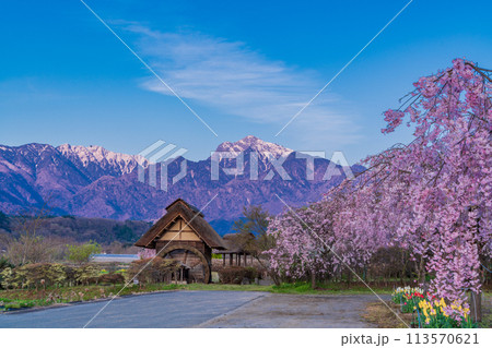 【山梨県】北杜市武川町、水車の里公園の枝垂桜と残雪の南アルプス  113570621
