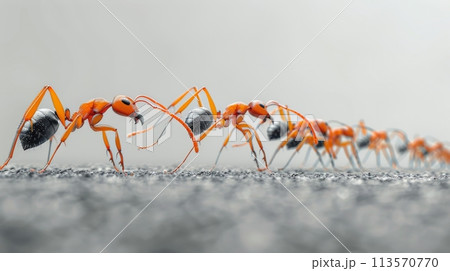Small Red Ants Crossing Rocky Field Small Red Ants Crossing Rocky Field 113570770