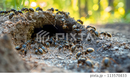 Group of Ants Crawling on a Rock 113570833