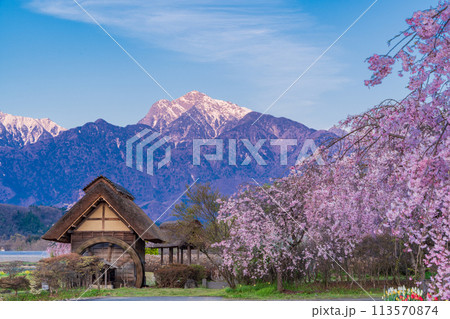 【山梨県】北杜市武川町、水車の里公園の枝垂桜と残雪の南アルプス  113570874