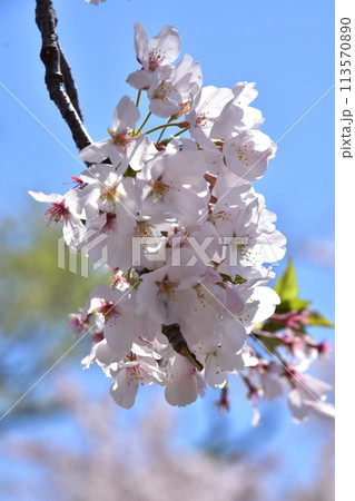 青空に映える桜 青空に映える桜 113570890