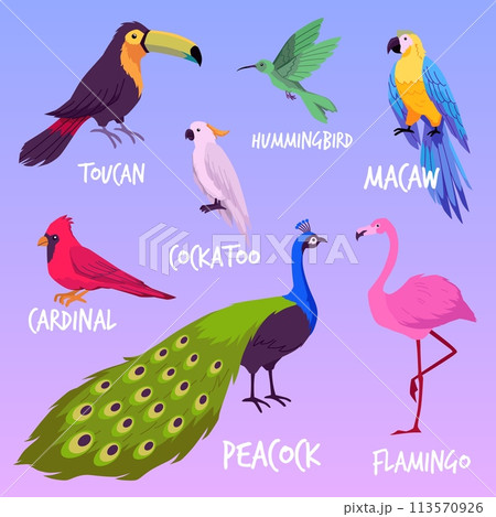 Set of wild exotic bird flat vector illustrations isolated on background. 113570926