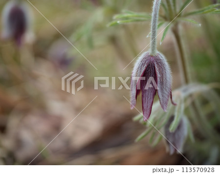 白い毛で覆われた清楚なオキナグサの花のタグ 白い毛で覆われた清楚なオキナグサの花のタグ 113570928