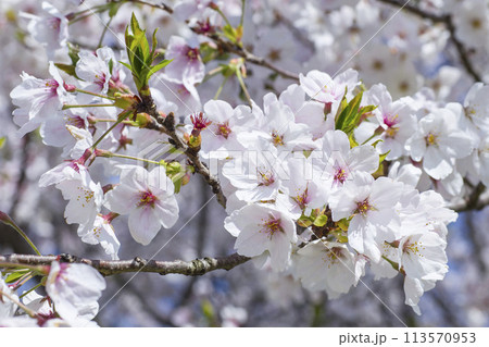 満開を迎えた桜の花 ソメイヨシノ 113570953
