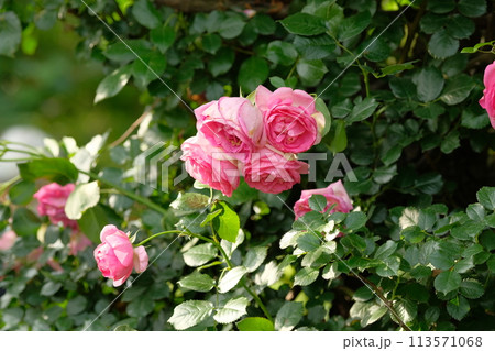 ピンク色のバラ ピンク色のバラ 113571068