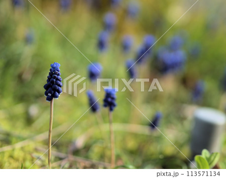 4月の春の暖かな日差しと優しい青の草花(ムスカリ) 4月の春の暖かな日差しと優しい青の草花(ムスカリ) 113571134