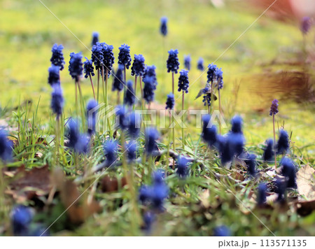 4月の春の暖かな日差しと優しい青の草花（ムスカリ） 113571135