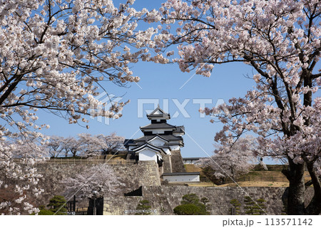 桜咲き誇る小峰城址 桜咲き誇る小峰城址 113571142