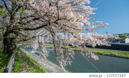 桜咲く京都鴨川風景 桜咲く京都鴨川風景 113571167
