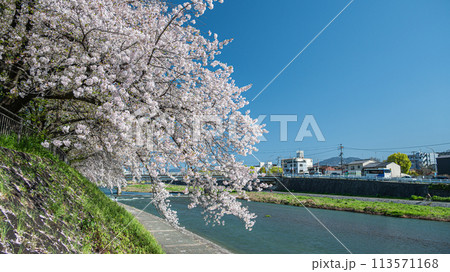 桜咲く京都鴨川風景 113571168