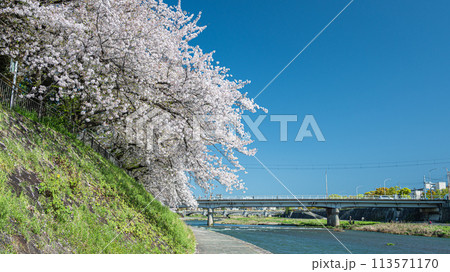 桜咲く京都鴨川風景 113571170
