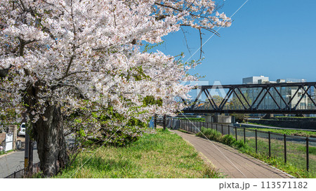 桜咲く京都鴨川風景 113571182