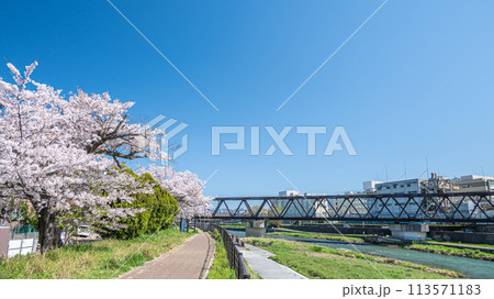 桜咲く京都鴨川風景 113571183
