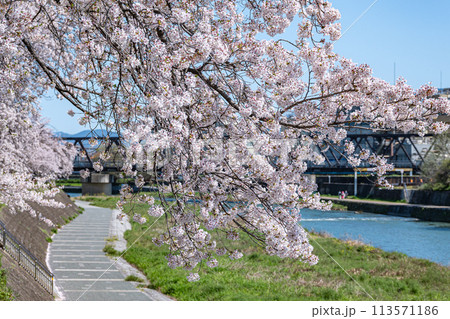 桜咲く京都鴨川風景 113571186