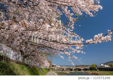 桜咲く京都鴨川風景 桜咲く京都鴨川風景 113571200