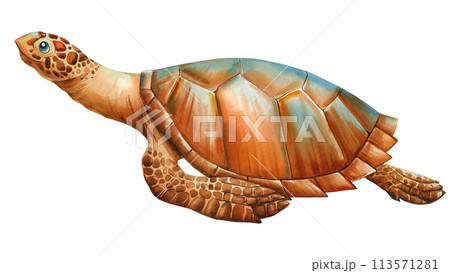 Watercolor realistic Sea Turtle on isolated white background, watercolor illustration. Closeup Hand drawn illustration 113571281