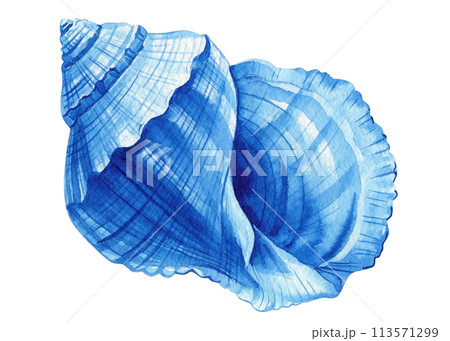 Blue seashell on isolated white background, watercolor hand-drawing painting illustration. Summer Sea shell blue clipart Blue seashell on isolated white background, watercolor hand-drawing painting illustration. Summer Sea shell blue clipart 113571299