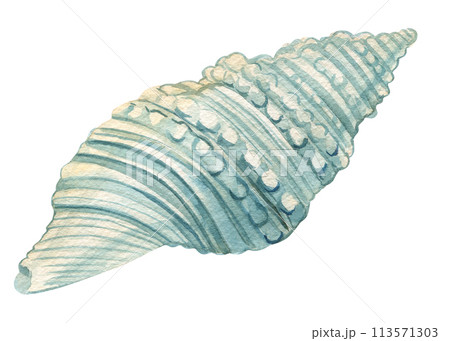 Seashell blue on isolated white background, watercolor illustration seashell hand drawing painting, summer sea clipart 113571303