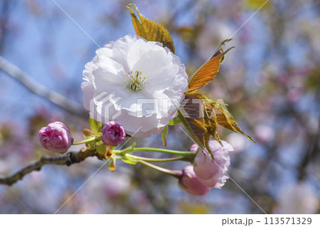 咲き始めの八重桜の花 ヤエザクラ 113571329