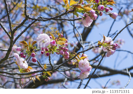 咲き始めの八重桜の花 ヤエザクラ 113571331