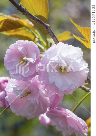 咲き始めの八重桜の花 ヤエザクラ 咲き始めの八重桜の花 ヤエザクラ 113571333