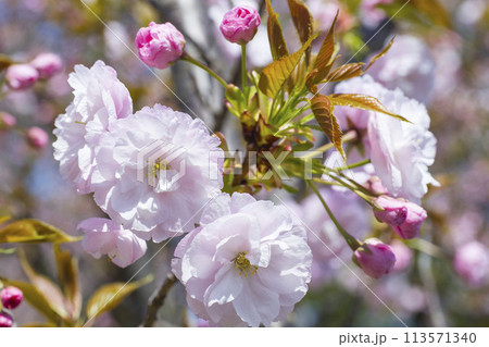 咲き始めの八重桜の花 ヤエザクラ 113571340