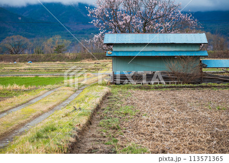 農道と物置小屋と紅梅【安曇野】 113571365