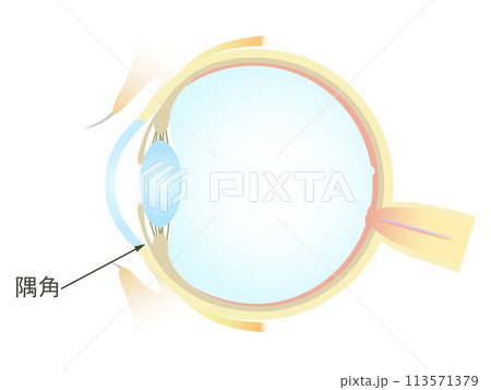 眼の垂直断面図 隅角のイラスト素材 [113571379] - PIXTA