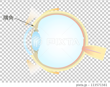 眼の垂直断面図 隅角のイラスト素材 [113571381] - PIXTA