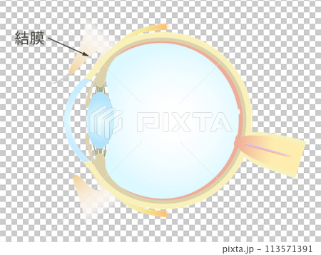 Vertical section of the eye Conjunctiva 113571391