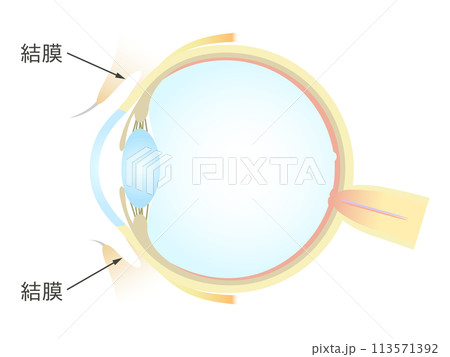 眼の垂直断面図 結膜 113571392